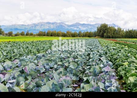 Cavolo rosso e bianco 'Brassica oleracea var. Capitata'. Broccoli (a sinistra) 'Brassica oleracea var. Italica'. Matanuska Susitna Valley, Alaska. Foto Stock