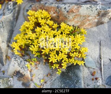 Goldmoss stonecrop (sedum acro) AKA mordente stonecrop, Wallpepper, Goldmuss sedum, Mossy stonecrop, growin su rocce a Crescent Beach, Nova Scotia, Cana Foto Stock