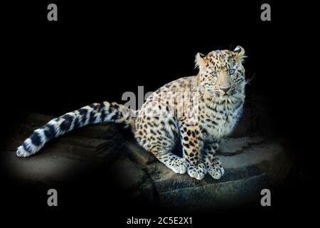 Amur Leopard Cub (Panthera pardus orientalis) seduto Foto Stock