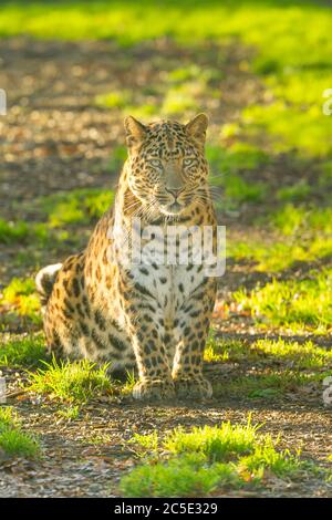 Leopardo cinese del nord (Panthera pardus japonensis) Foto Stock