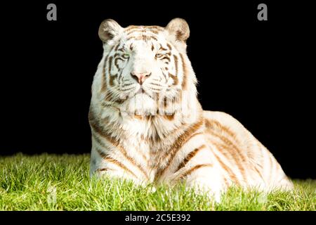 Tigre del Bengala bianco (Tigris di Panthera) seduto giù Foto Stock