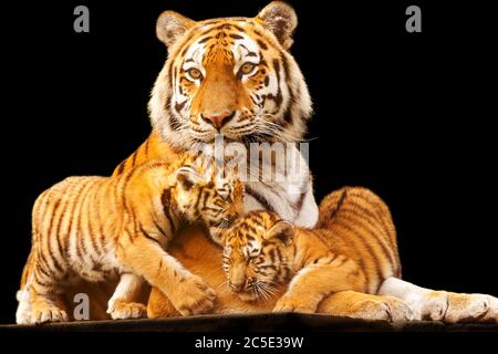 Amur Tiger (Panthera tigris) Madre e due cubs insieme Foto Stock