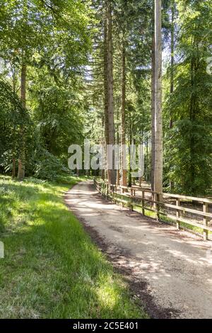 Un sentiero pubblico (anche la Via dei giardini) sul bordo del Guiting Wood sulle colline Cotswold vicino alla frazione di Farmcote, Gloucestershire UK Foto Stock