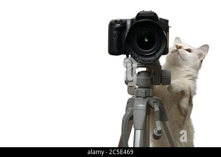 Divertente gatto beige è fotografo con fotocamera DSLR su treppiede. Isolato su sfondo bianco Foto Stock