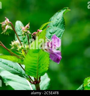 Himalayan Balsam (Impatiens glandulifera), Warwickshire, Regno Unito Foto Stock