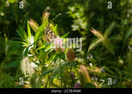 Melanargia galatea si sta nutrendo del nettare di un fiore di prato. Foto Stock