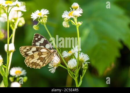 Melanargia galatea si sta nutrendo del nettare di un fiore di prato. Foto Stock