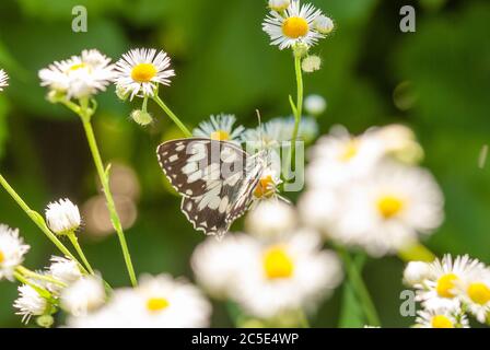 Melanargia galatea si sta nutrendo del nettare di un fiore di prato. Foto Stock