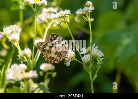 Melanargia galatea si sta nutrendo del nettare di un fiore di prato. Foto Stock