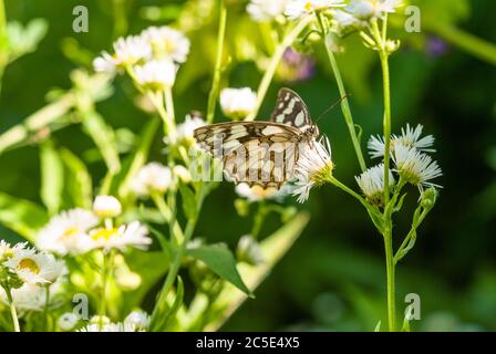 Melanargia galatea si sta nutrendo del nettare di un fiore di prato. Foto Stock