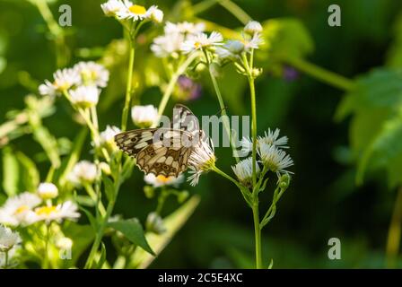 Melanargia galatea si sta nutrendo del nettare di un fiore di prato. Foto Stock