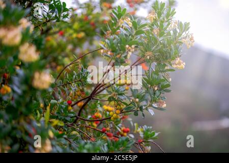 Frutti di Arbutus e fiori sull'albero in Portogallo Foto Stock