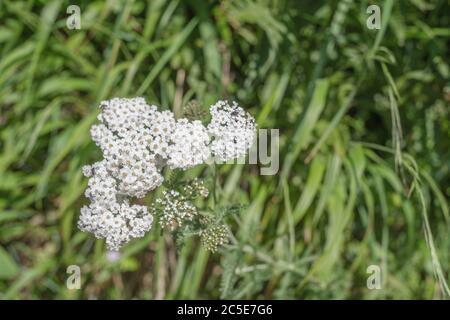 Ciuffo di fiori bianchi Yarrow / Achillea millefolium nel mese di giugno. Chiamata anche Milfoil, la pianta ben nota era una pianta medicinale usata nei rimedi di erbe Foto Stock