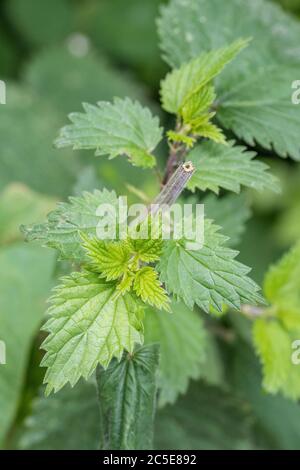 Nuove foglie di Nettle / Urtica dioica si formarono dopo essere state tagliate all'inizio dell'estate. Queste foglie secondarie di colore verde chiaro possono essere forate e mangiate come cibo. Foto Stock