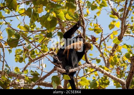 Scimmia bambino piccolo imparando come muoversi intorno all'albero nelle braccia della relativa madre Foto Stock