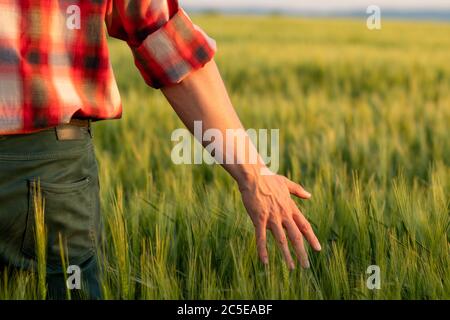 Agricoltore o agronomo che controlla il raccolto di grano al tramonto. Mano che tocca grano di maturazione grani in estate. Primo piano. Foto Stock