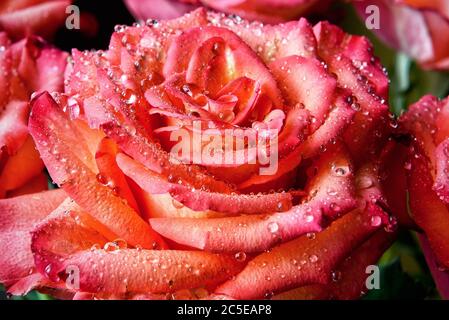 Bella rosa naturale rossa con gocce d'acqua Foto Stock