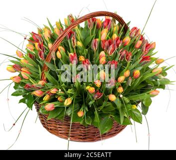 Tulipani naturali in un cesto isolato su sfondo bianco Foto Stock