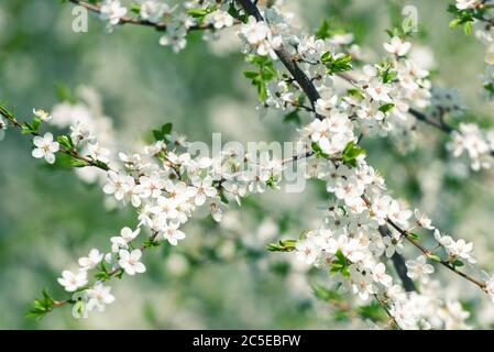 Fiori dei fiori di ciliegio in un giorno di primavera Foto Stock