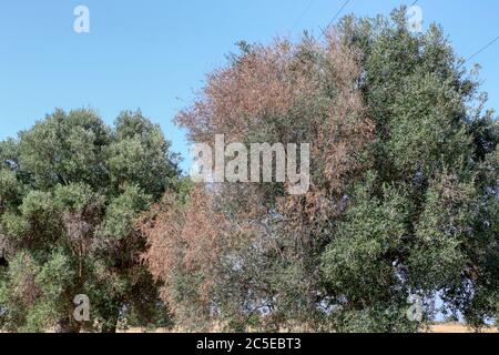 Olivo colpito dal batterio xylella fasidiosa in Puglia Foto Stock