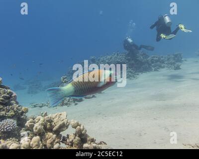 Un parroto con due subacquei sullo sfondo. Acqua blu, sabbia bianca. Foto dal Mar Rosso, vicino a Hurghada, Egitto Foto Stock