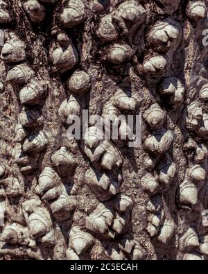 Struttura di corteccia di tronco di albero ravvicinato - perfetto per sfondi o grafica Foto Stock
