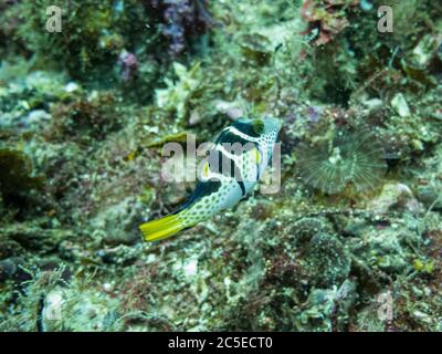 Il puffer di Valentin, Canthigaster valentini, conosciuto anche come il puffer saddled o toby nero saddled presso una barriera corallina tropicale a Malapascua, Filippine. Barriera corallina tropicale sana Foto Stock