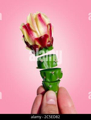 Fiori creativi affettati e volanti. Opuntia cactus fiore in mano. Fiori d'arte. Isolato su sfondo rosa. Tracciati di ritaglio. Foto Stock