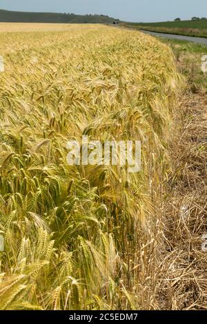 Un campo di maturazione dell'orzo nel Wiltshire, Inghilterra, Regno Unito Foto Stock