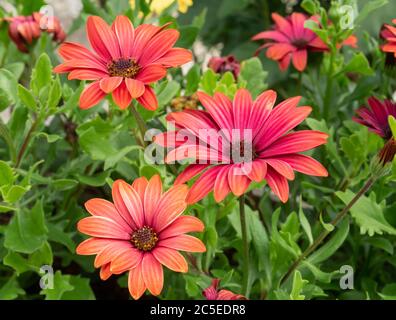 Osteospermum, o margherite africane, bei colori petali dai petali di queste piante che si aprono completamente alla luce del sole Foto Stock
