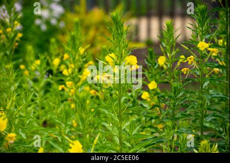 Raccolta botanica di piante medicinali ed erbe, Oenotera parviflora o Primrose della sera settentrionale ha usato aromaterapia e medicina in estate Foto Stock