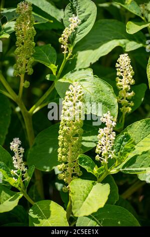 Raccolta botanica di piante ed erbe velenose, Phytolacca americana, o pokeweed americano, balletto di poke, dragonaces pianta in fiore Foto Stock