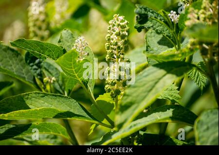 Raccolta botanica di piante ed erbe velenose, Phytolacca americana, o pokeweed americano, balletto di poke, dragonaces pianta in fiore Foto Stock