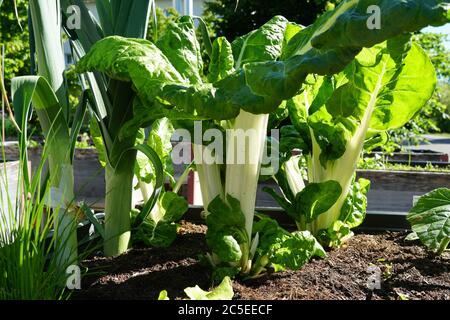 Bietole o bietole svizzere, in latino Bete vulgaris, letto vegetale coltivato in micro giardino, costituito da contenitori in legno ripiegati con terra. Scala ridotta Foto Stock