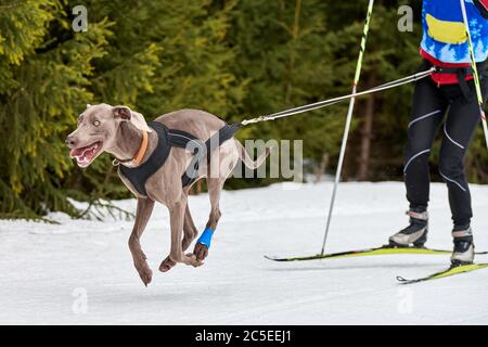 Corsa di cani da sci. Gara di sport invernali per cani. Il cane puntatore tira sciatore. Sci attivo su pista di fondo innevata Foto Stock