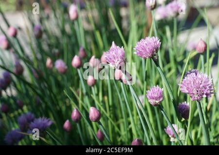 Erba cipollina in fiore. Una colonia di erba cipollina con fiori viola chiaro in un micro giardino in una zona residenziale di una piccola città in Svizzera. Foto Stock