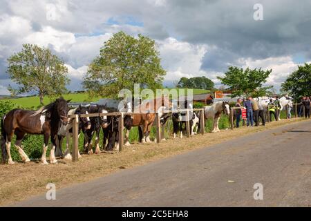 Cavalli in vendita presso la fiera dell'ippica Appleby, Cumbria. Un incontro di zingari e viaggiatori in Appleby-in-Westmorland 2019. Foto Stock