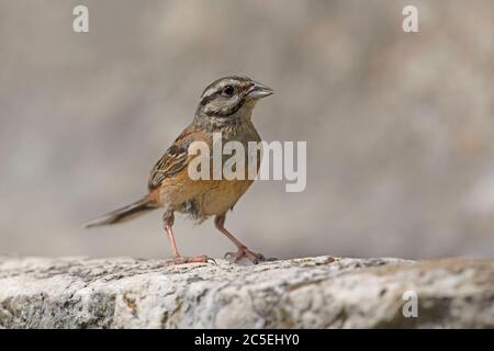 Emberiza cia Foto Stock