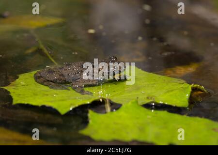 Punta appenninica con la bellatura gialla Foto Stock