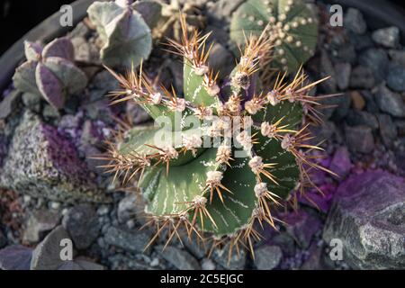 Aghi e spine Cactus a fuoco selettivo. Spazio per il testo. Cactus sfondo Foto Stock