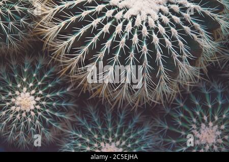 Aghi e spine Cactus a fuoco selettivo. Spazio per il testo. Cactus sfondo Foto Stock