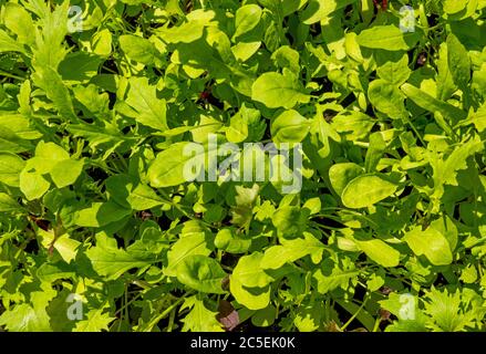 Vista in pianta di foglie di insalata mista che crescono all'aperto in un giardino britannico. Foto Stock