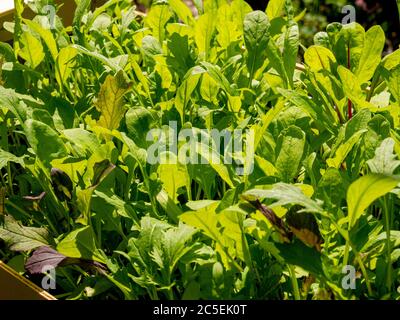 Insalata mista foglie che crescono in una scatola di verdure di legno riciclata. Foto Stock