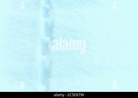 Neve bianca con tracce di animali. Vista dall'alto delle piste per animali sulla neve bianca. Primo piano neve. Foto Stock