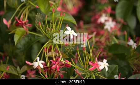 Infiorescenze di Combretum indicum, Rangoon superriduttore naturale macro sfondo floreale Foto Stock