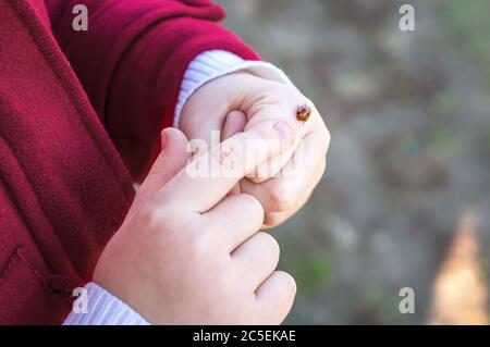 la bambina in un cappotto rosso guarda un ladybug e lo vuole volare. Il concetto di cura per la fauna selvatica. Spazio di copia Foto Stock