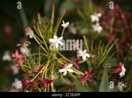 Infiorescenze di Combretum indicum, Rangoon superriduttore naturale macro sfondo floreale Foto Stock