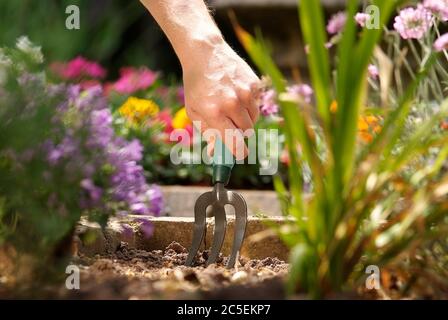 Un colpo corto delle mani di un giardiniere che scavava una patch sopra con una forchetta di giardino piccola Foto Stock