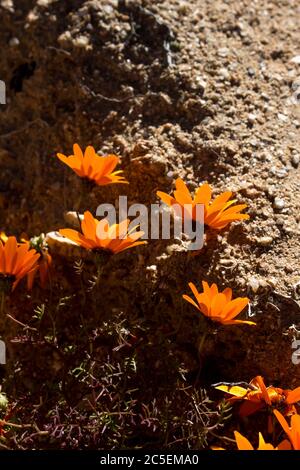 Fiori retroilluminati del Namaqualand Daisy, sinuato di Diorphotheca, contro un masso di arenaria ruvido nella regione di Namaqua, in Sudafrica Foto Stock