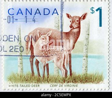 CANADA - CIRCA 2011: Francobollo stampato dal Canada, spettacoli cucciolo e cervo, circa 2011 Foto Stock